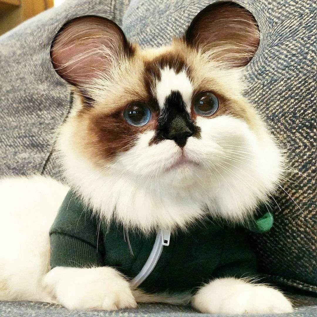 Коты Манчкин