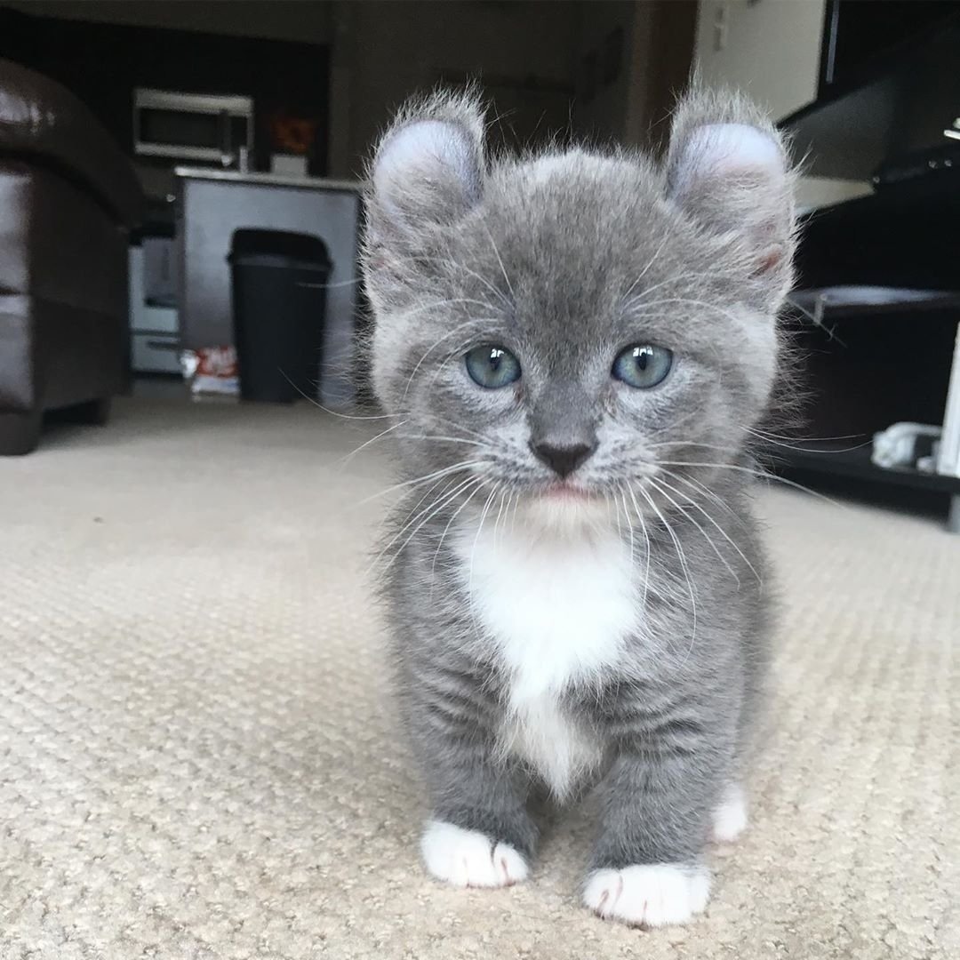 Порода кинкалоу