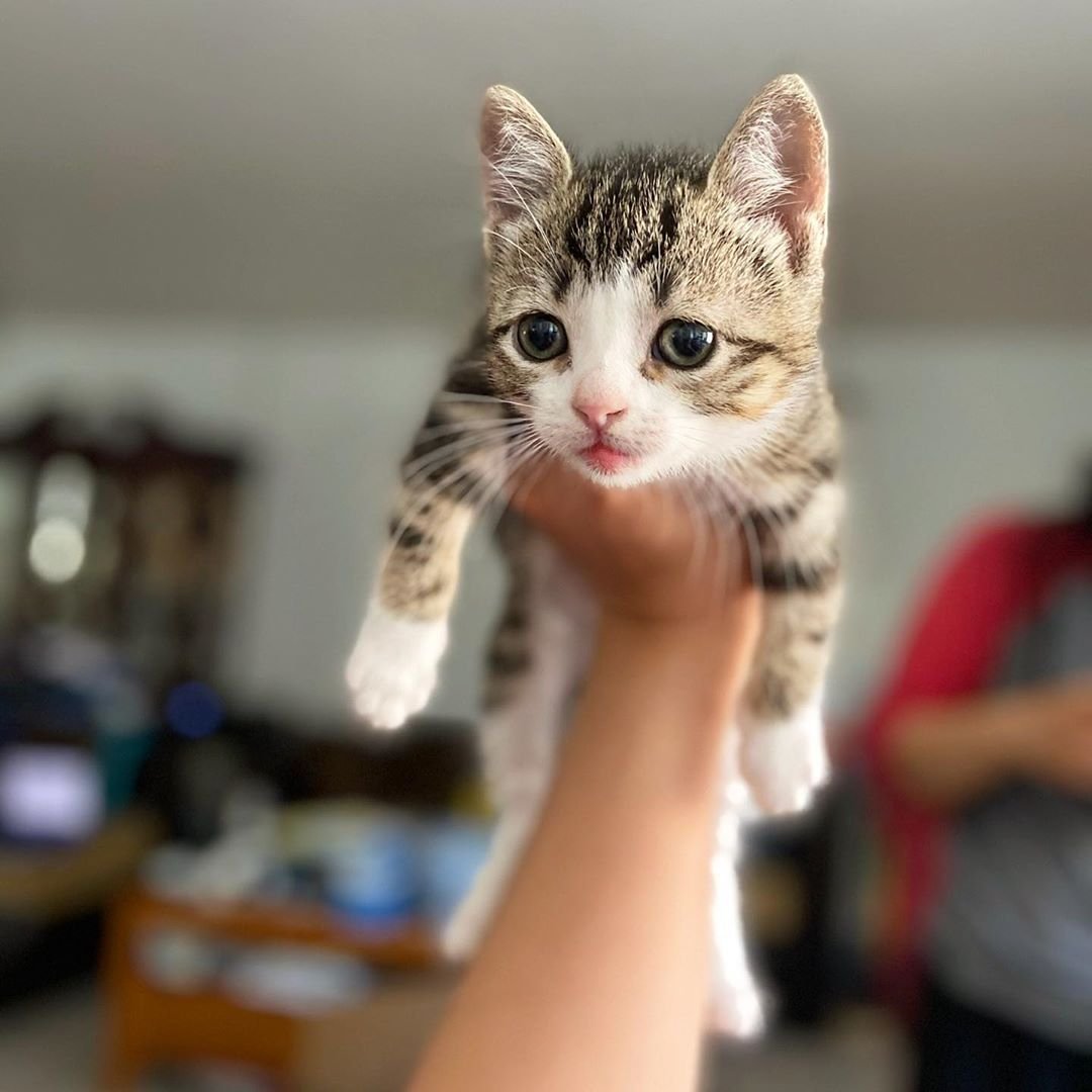 Мини кошка фото