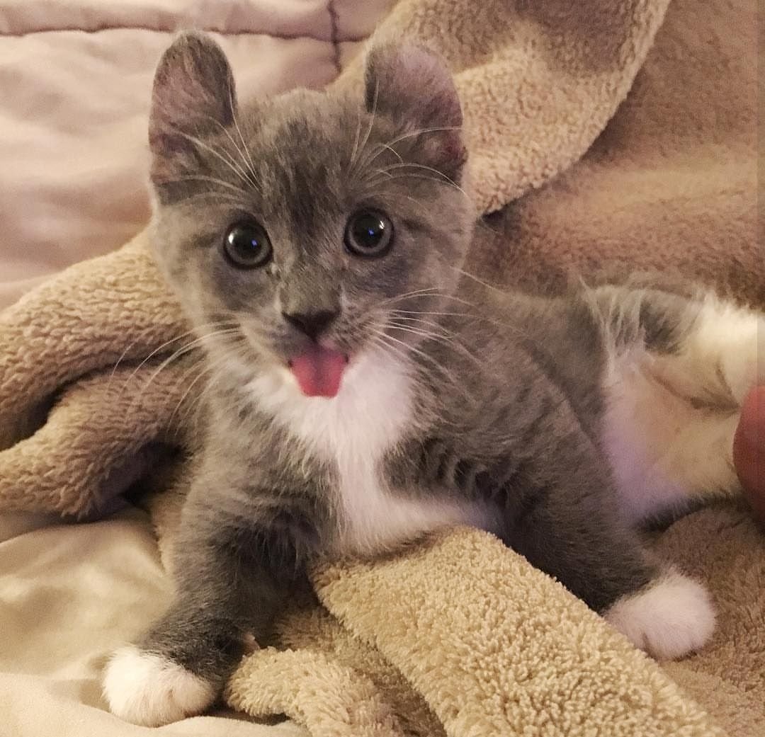 Манчкин кинкалоу