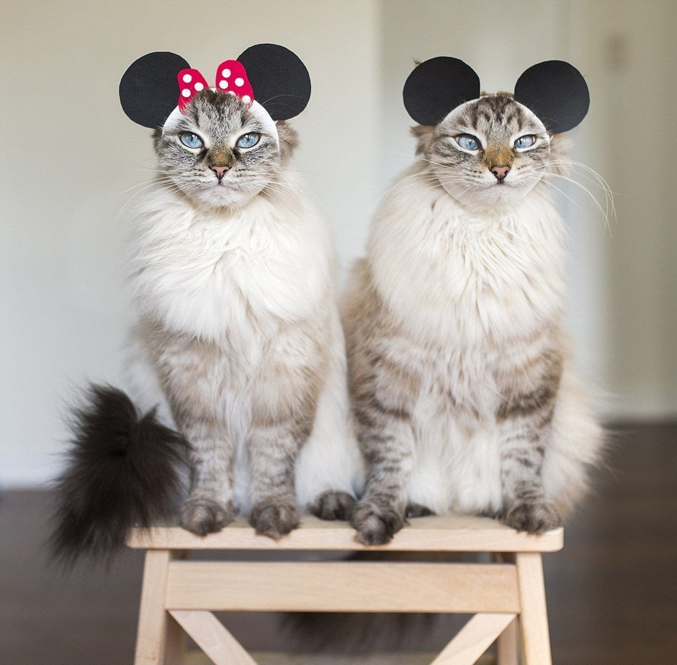 Котенок Оцелот