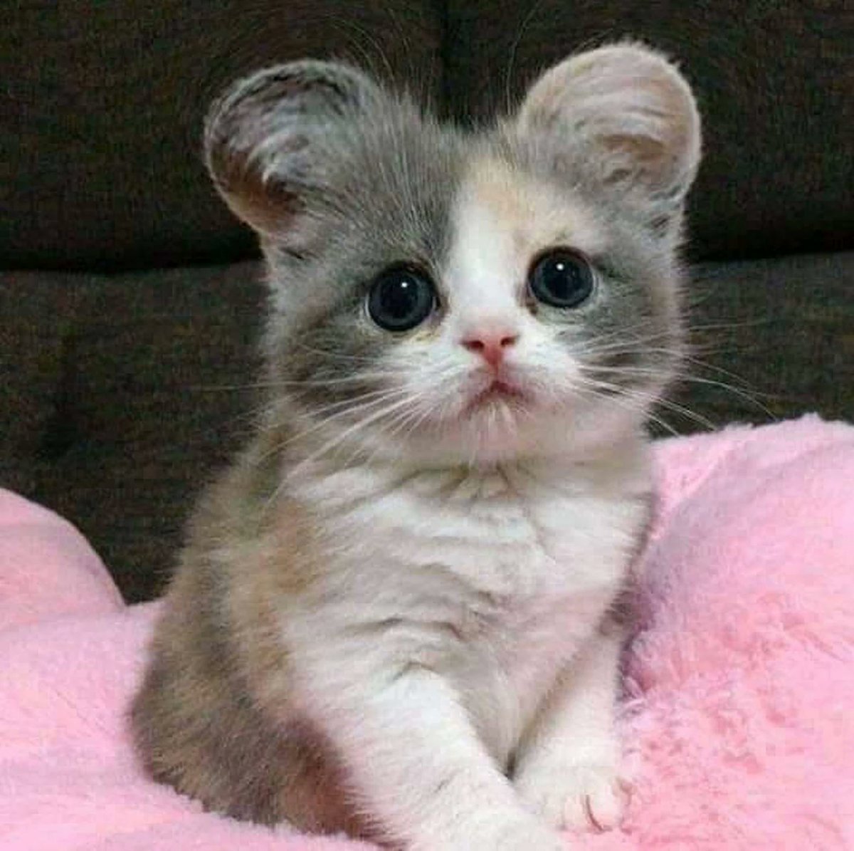 Манчкин кинкалоу