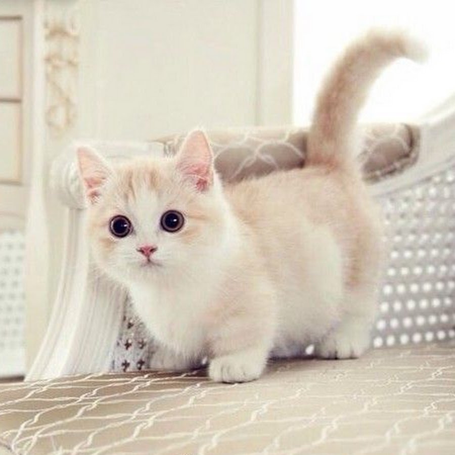 Рэгдолл Манчкин