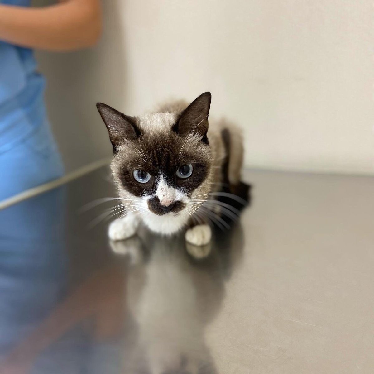 Животные мини