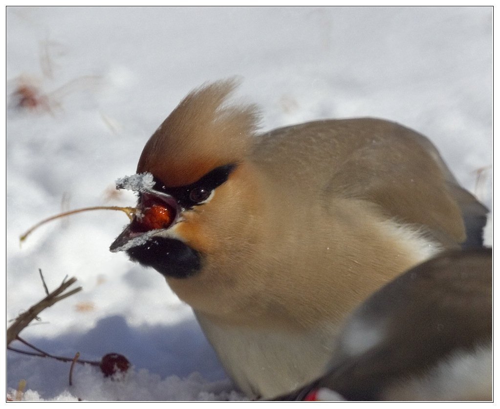 Синица с хохолком