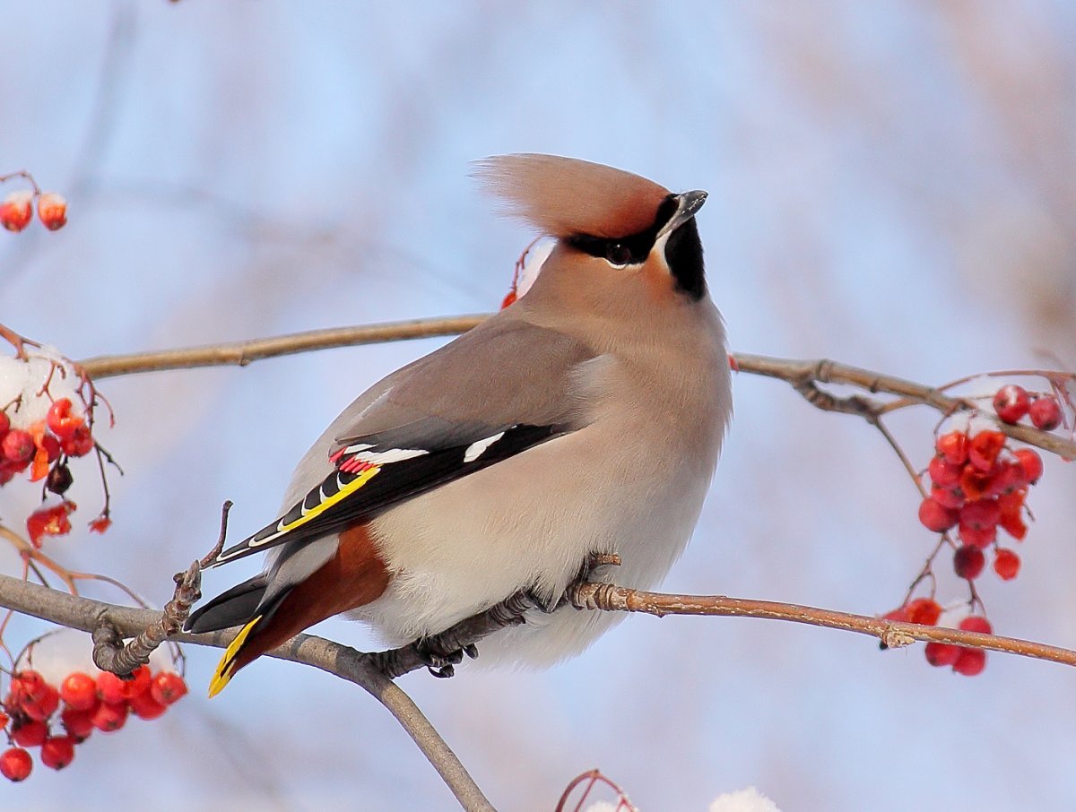 Снегирь синица свиристель