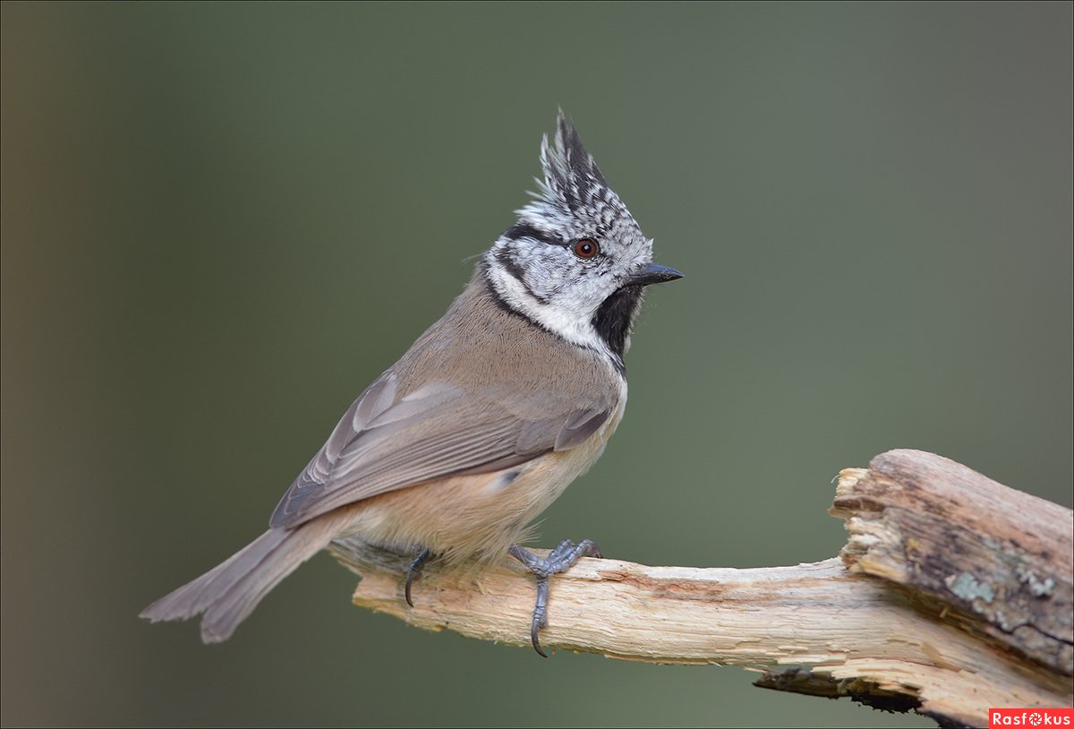 Синица гренадерка