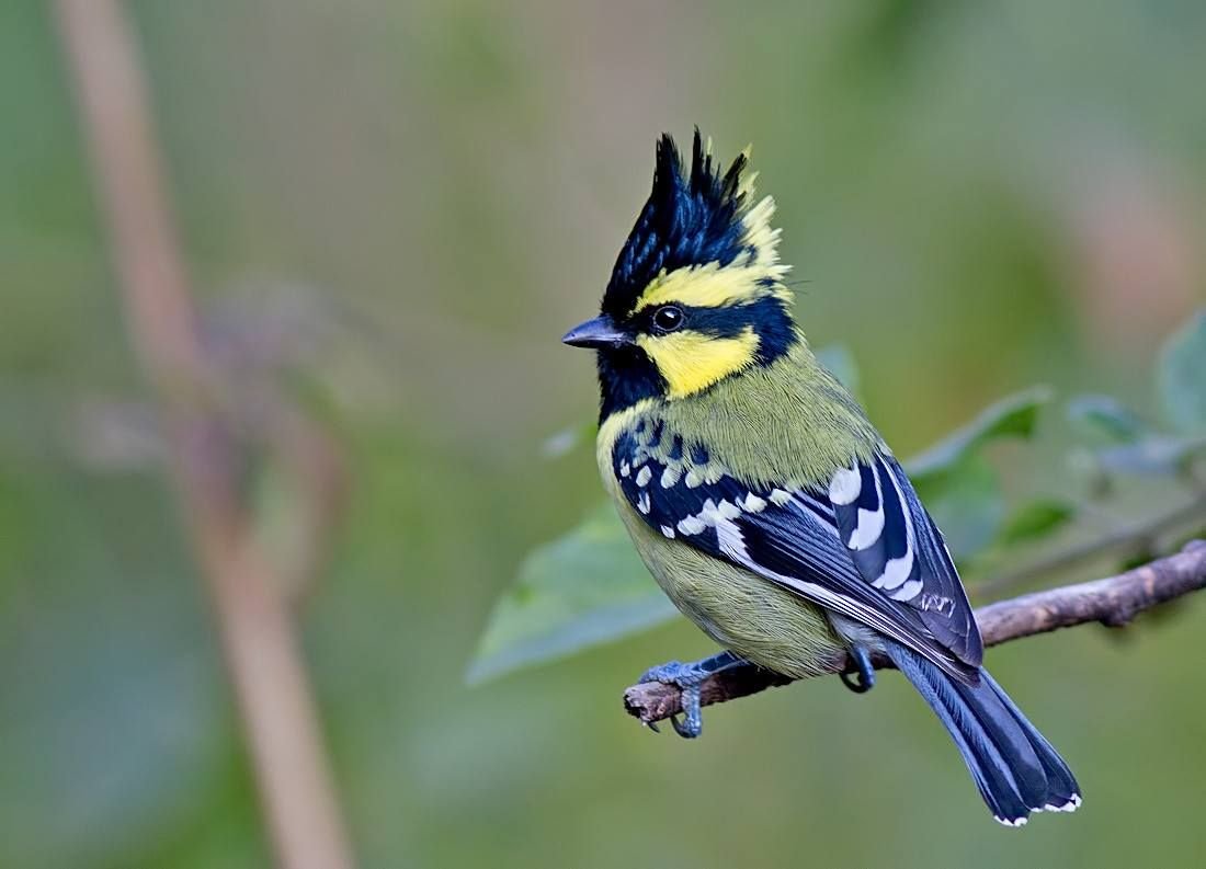 Тайваньская желтая синица