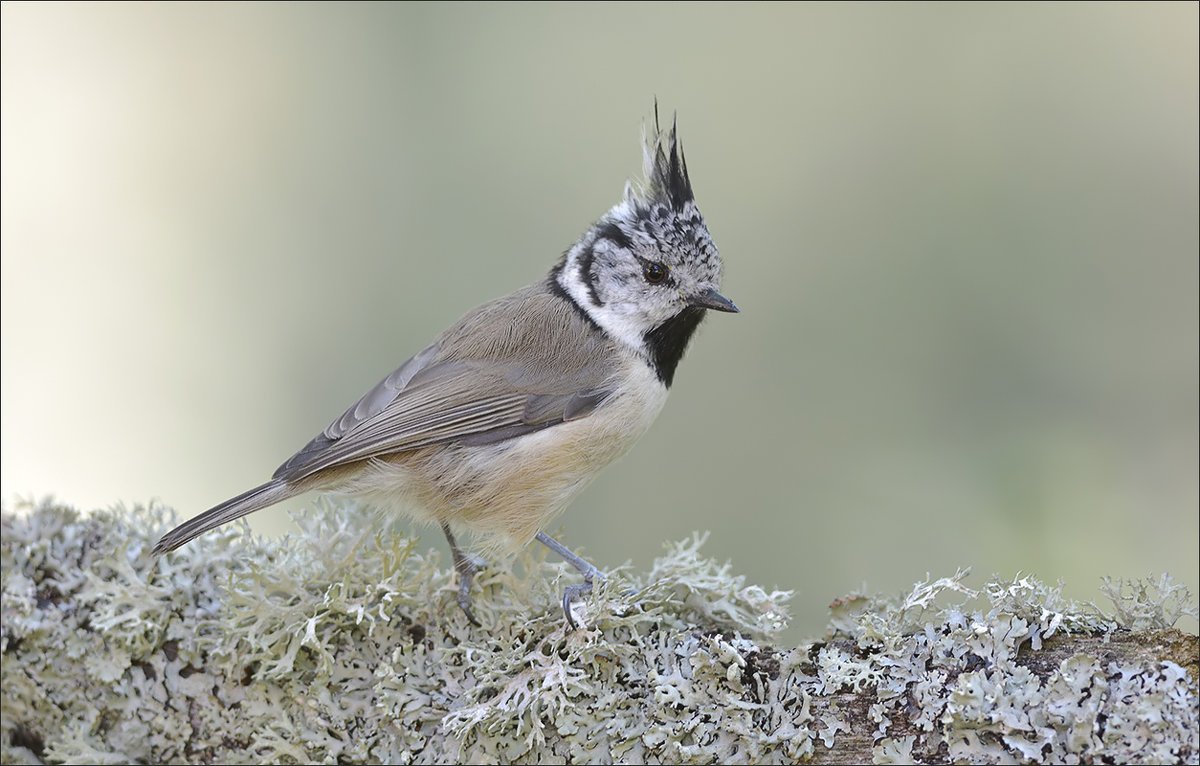 Хохлатая свиристель