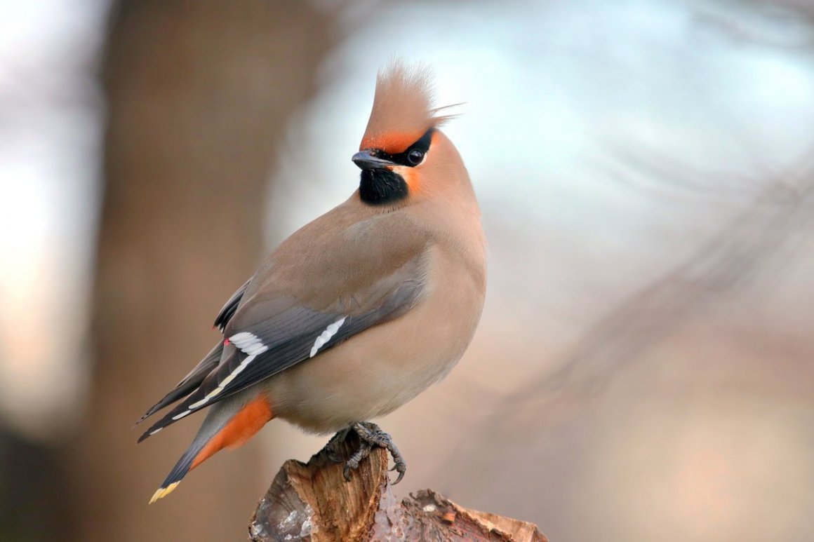 Свиристель обыкновенный (Bombycilla garrulus)