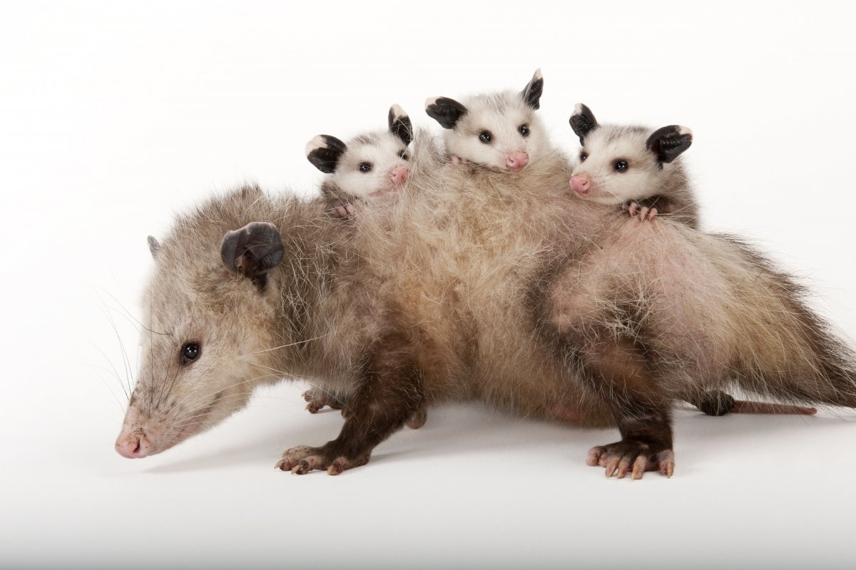 Сальвадорский сумчатый опоссум