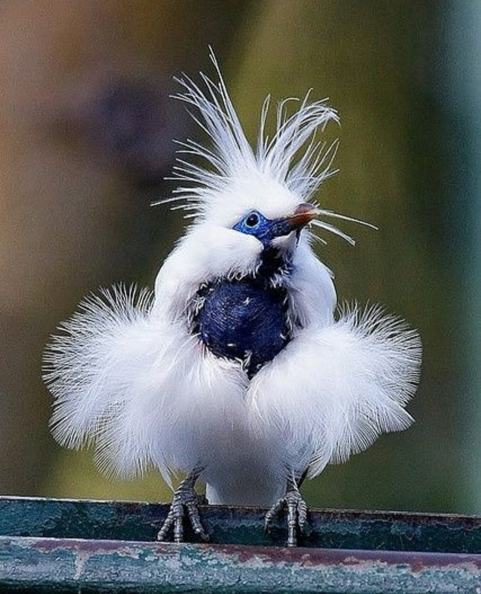 Хохлатая синица самка