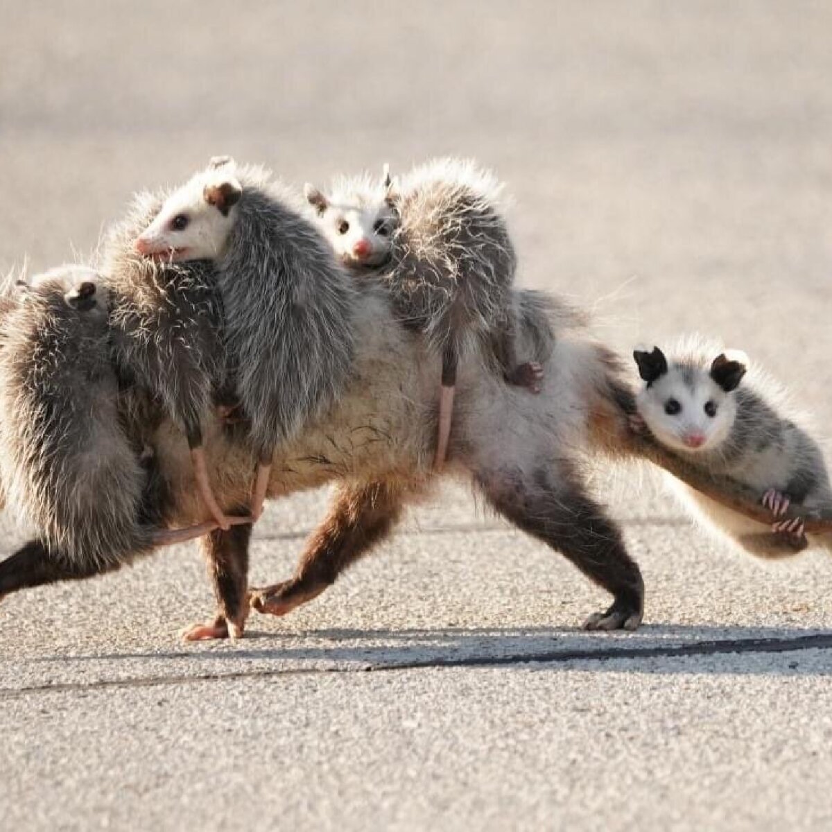Спаривание опоссумов