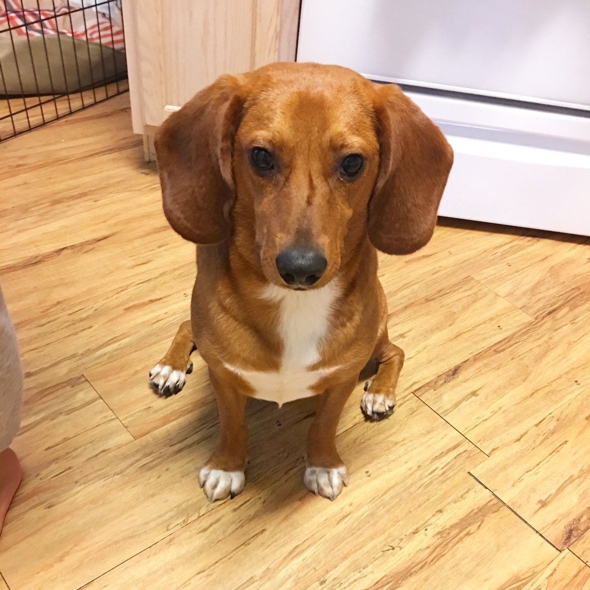 Бигль и корги метис