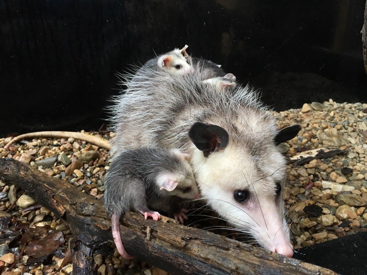 Североамериканский опоссум