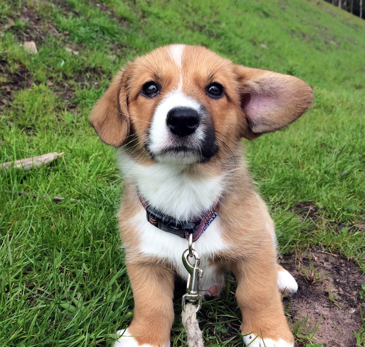 Вельш корги и Бигль