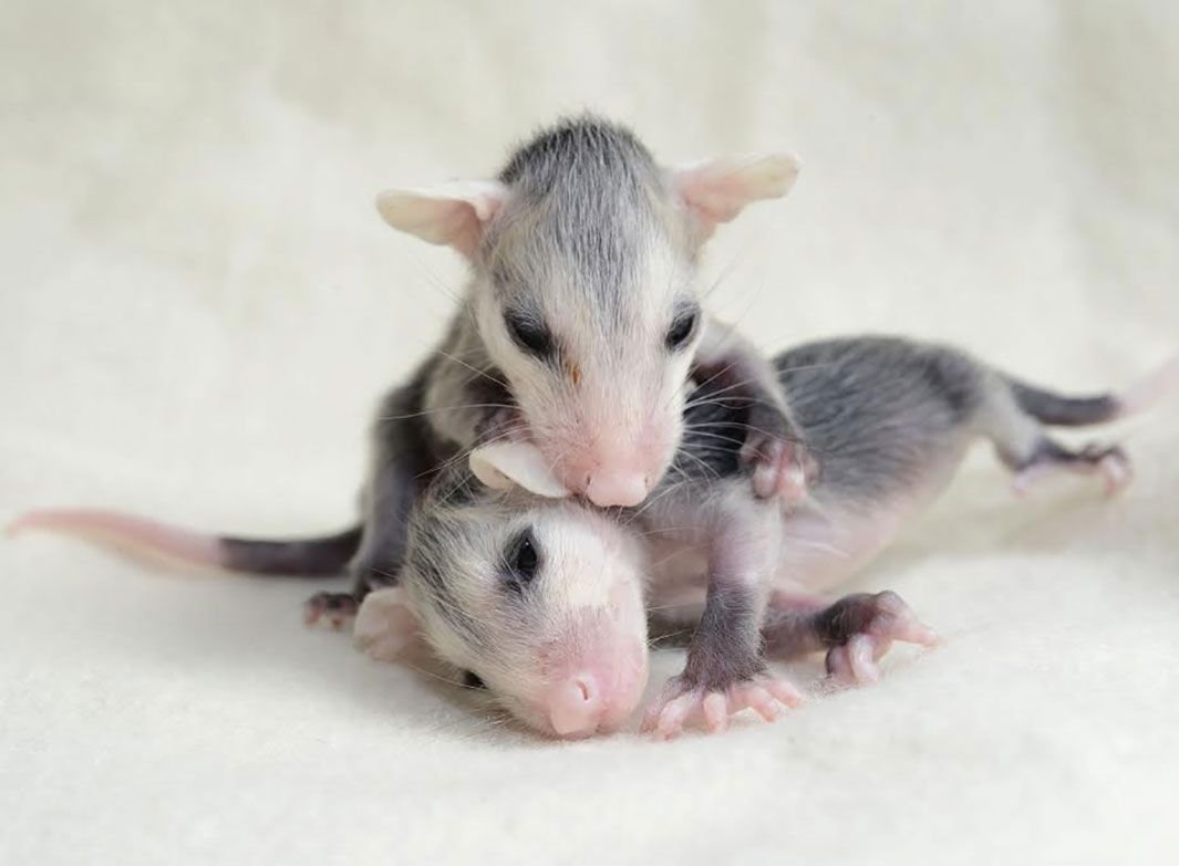 Новорожденный опоссум