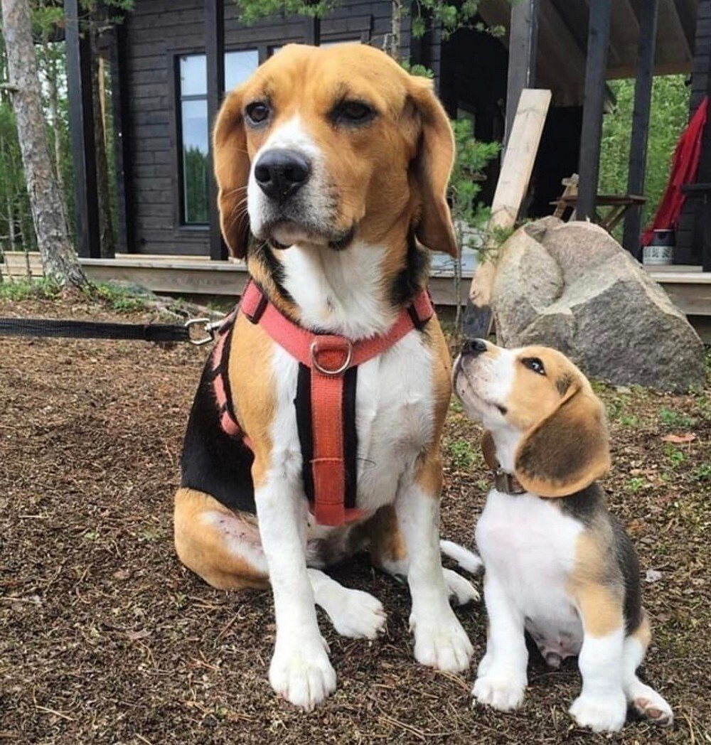 Бигль плюс корги