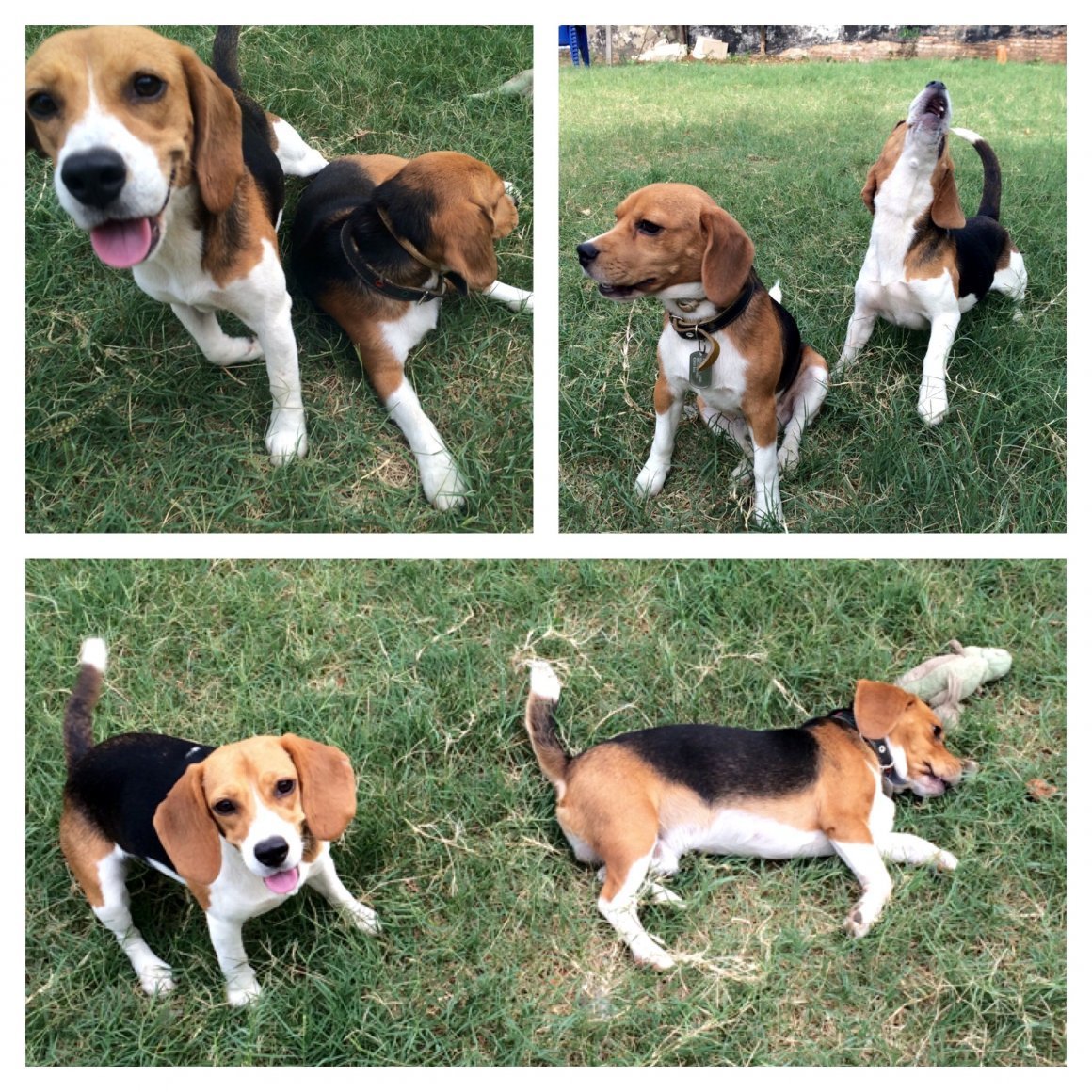 Щенок бигля и корги