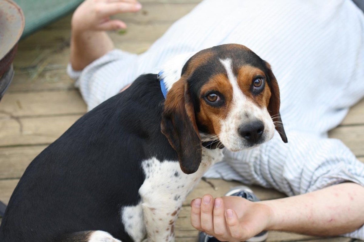 Третье веко Бигль