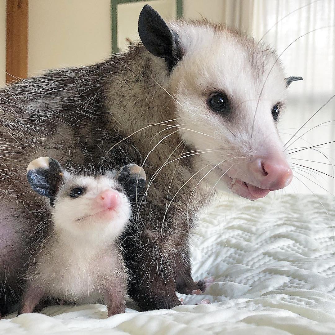 Опоссум с детенышами