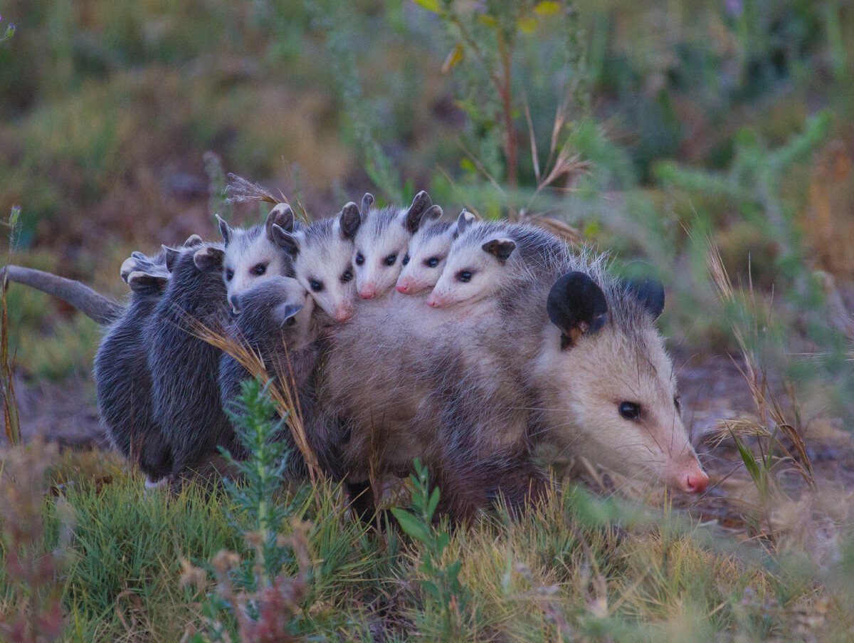 Северный американский опоссум