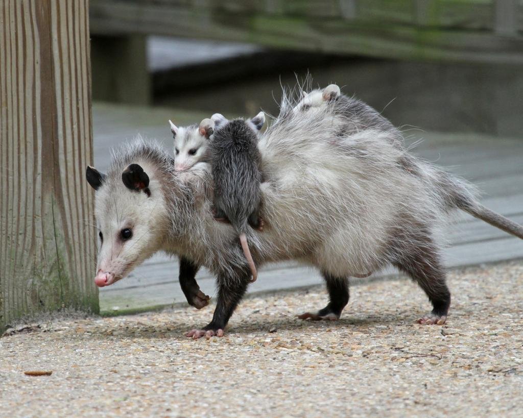 Мадагаскарский опоссум