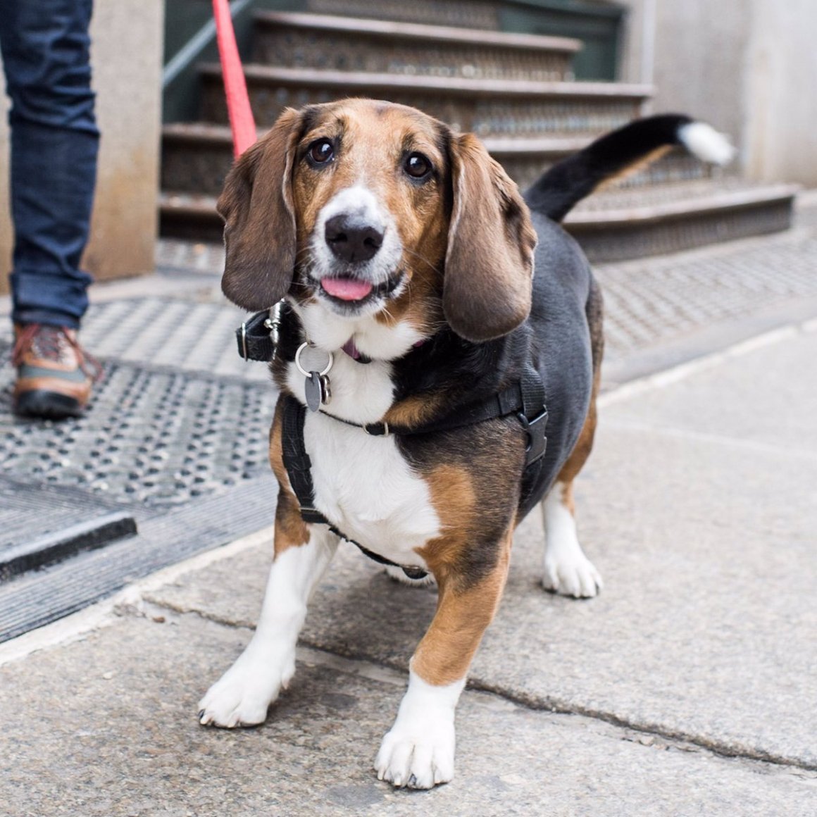 Бигль Бассет хаунд метис