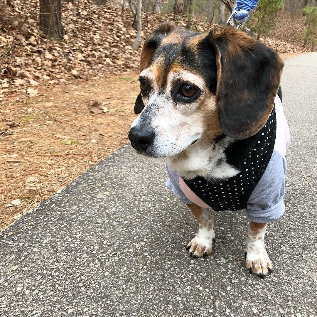 Смесь корги и бигля