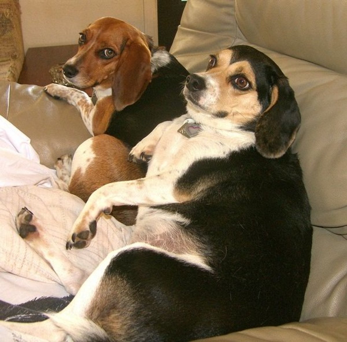 Ожирение у биглей