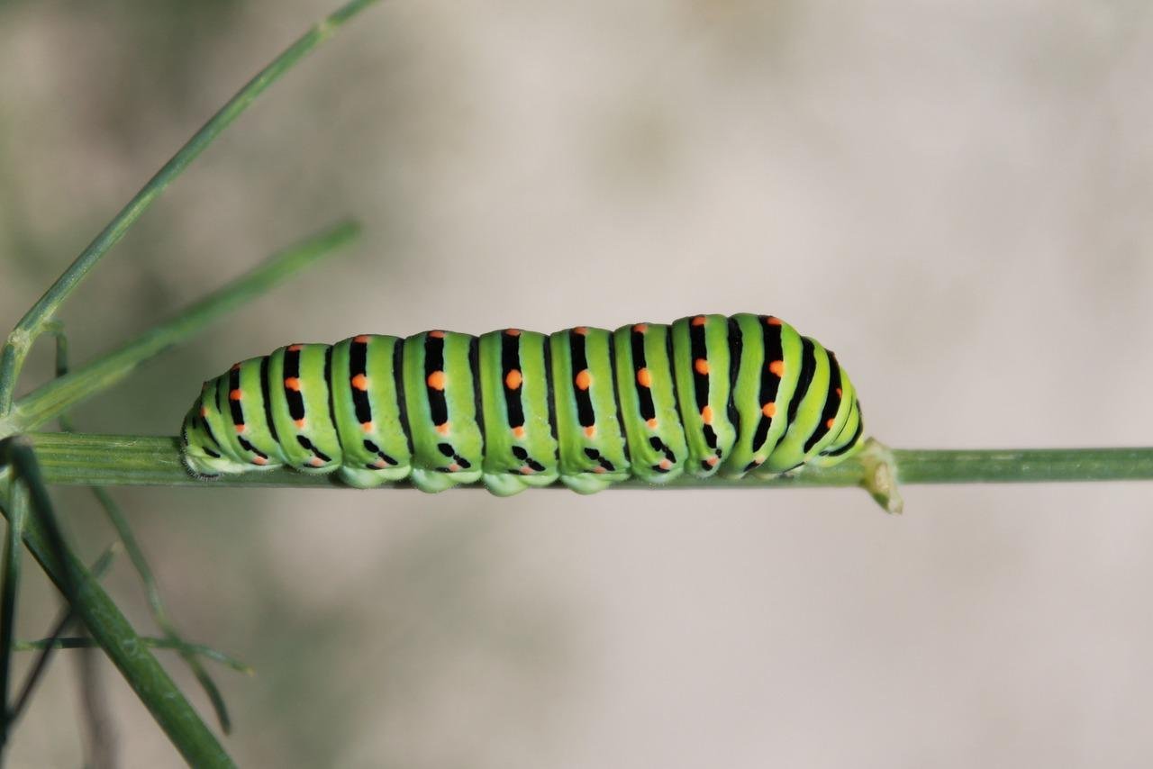 Гусеница бабочки капустницы. Катерпиллер гусеница зеленая. Зелёная гусенца бабочки капустницы. Green Caterpillar бабочки.
