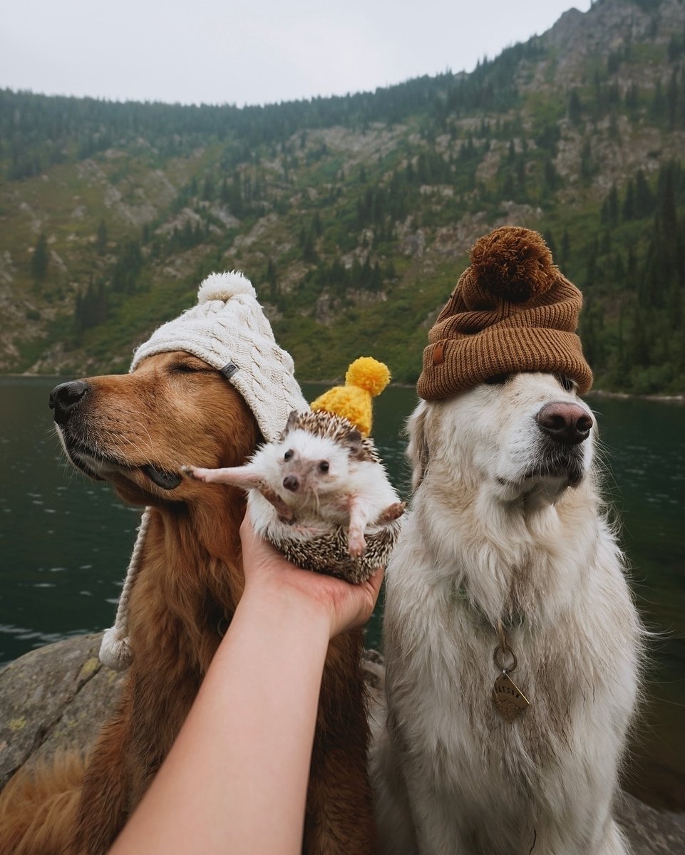 Еж с арбузом