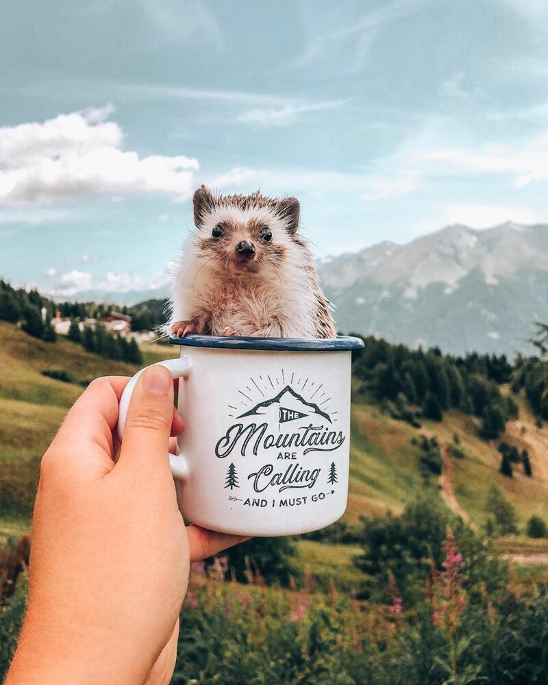 Самый счастливый Ежик