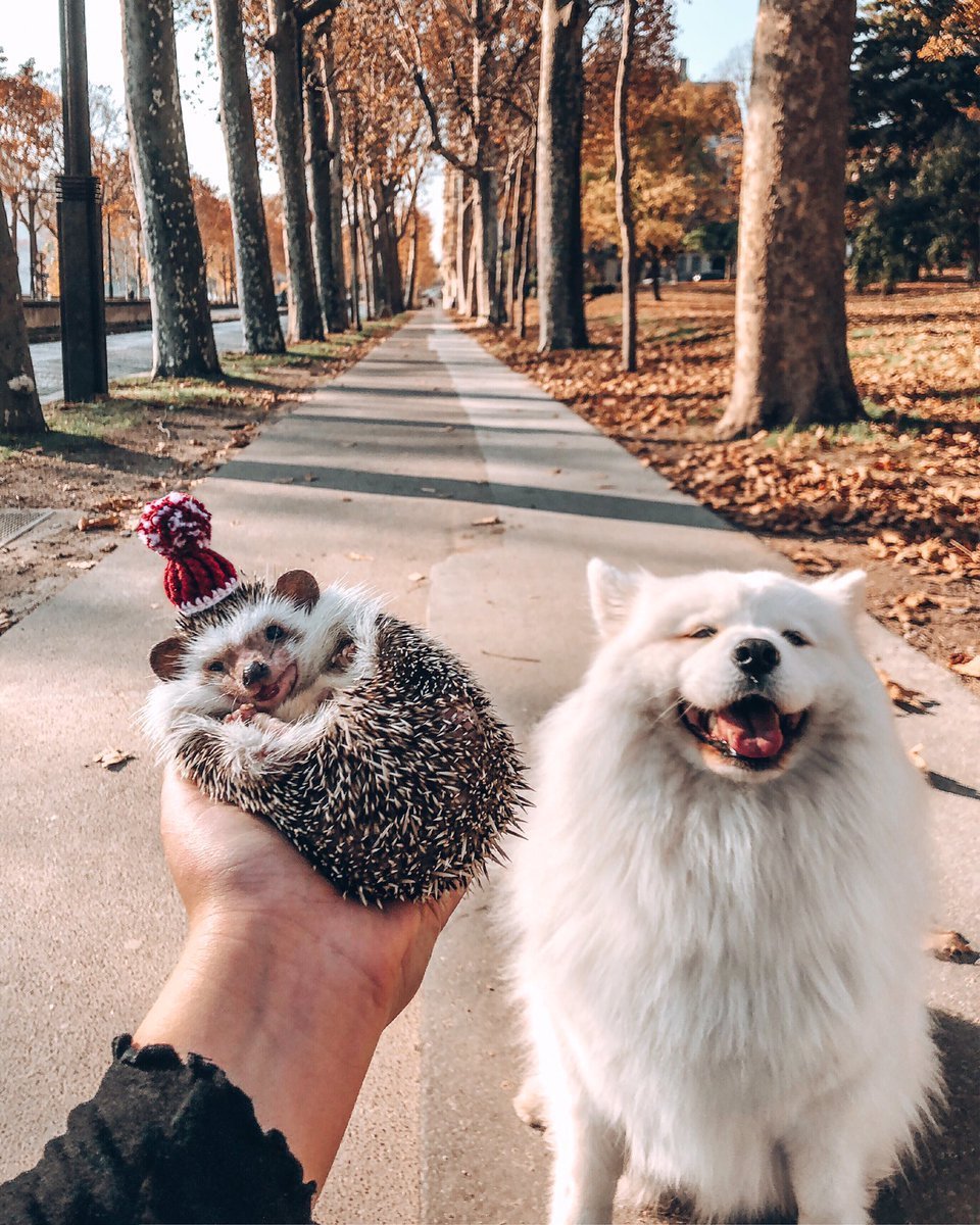 Собака и Ежик