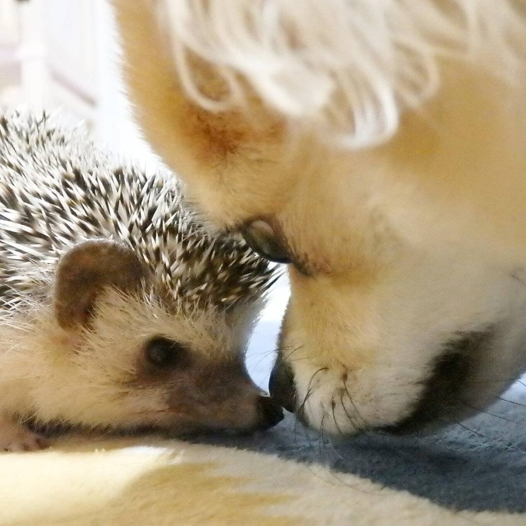 Ежик обнимашки