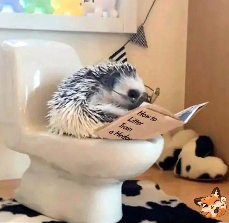 Ежики с другими животными