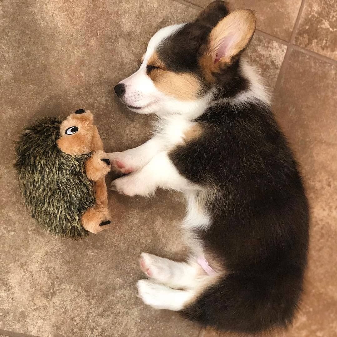 Собаки корги малыши