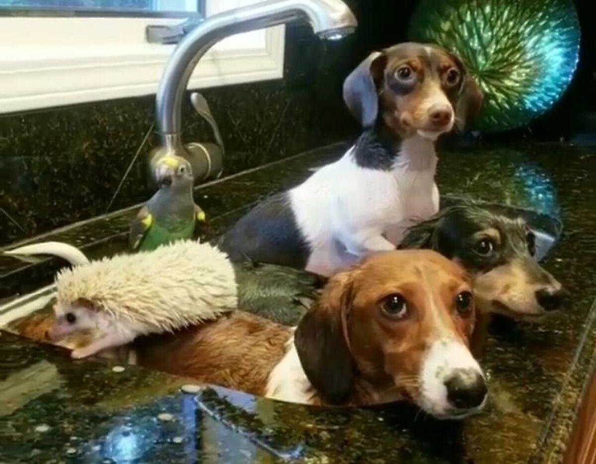 Такса и попугай