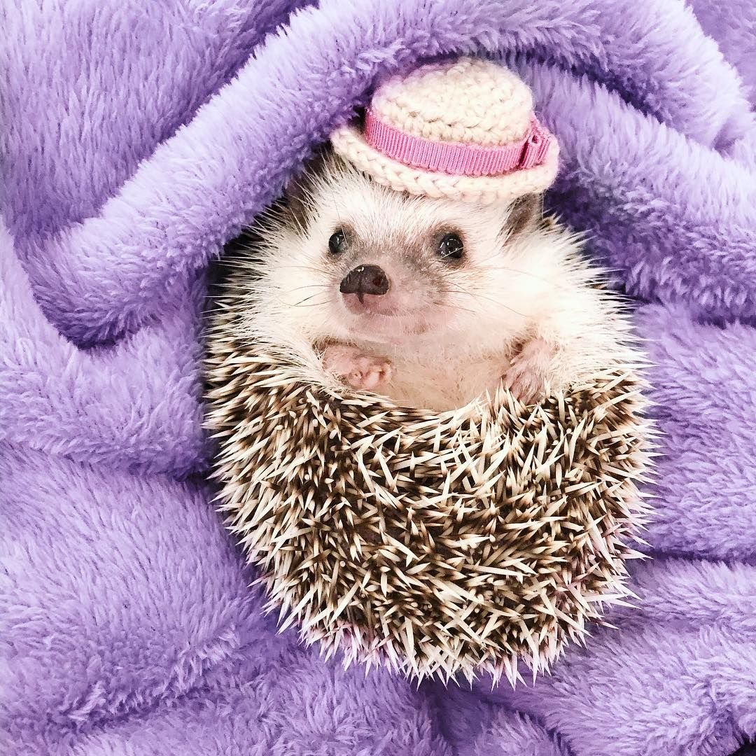 Кот в пижаме