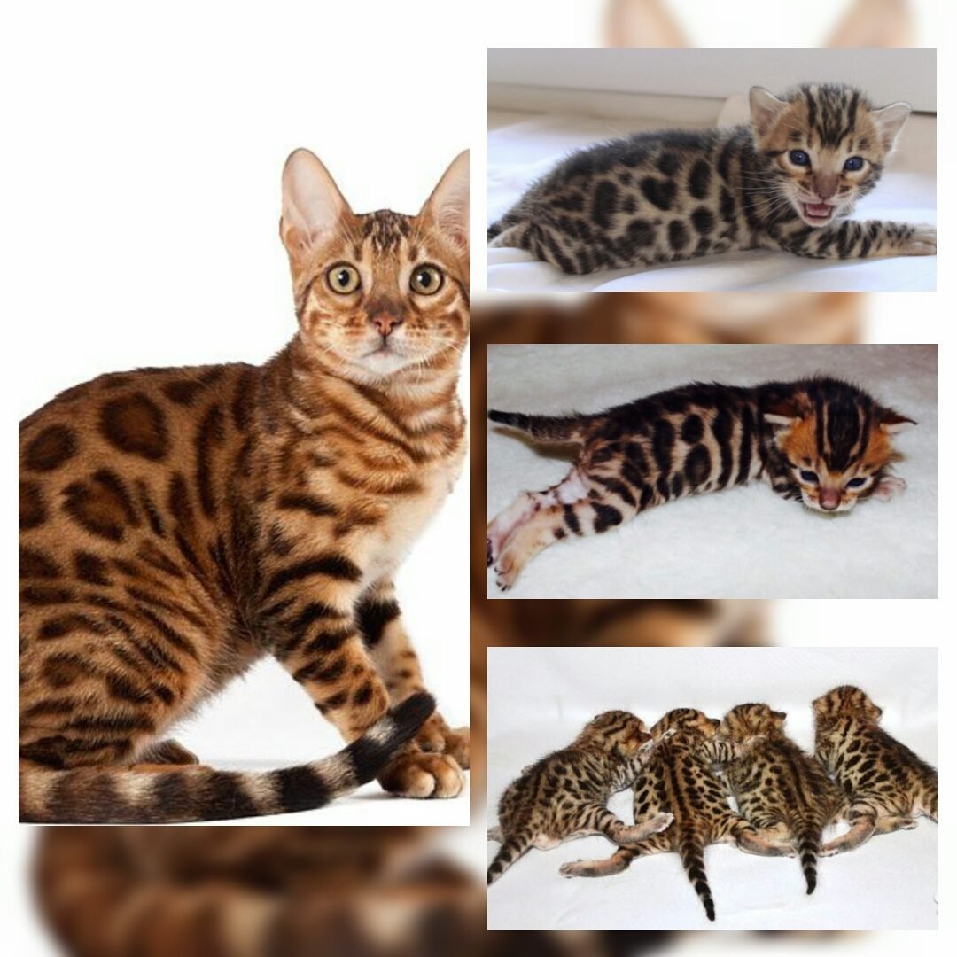 Бенгальская кошка окрас п24