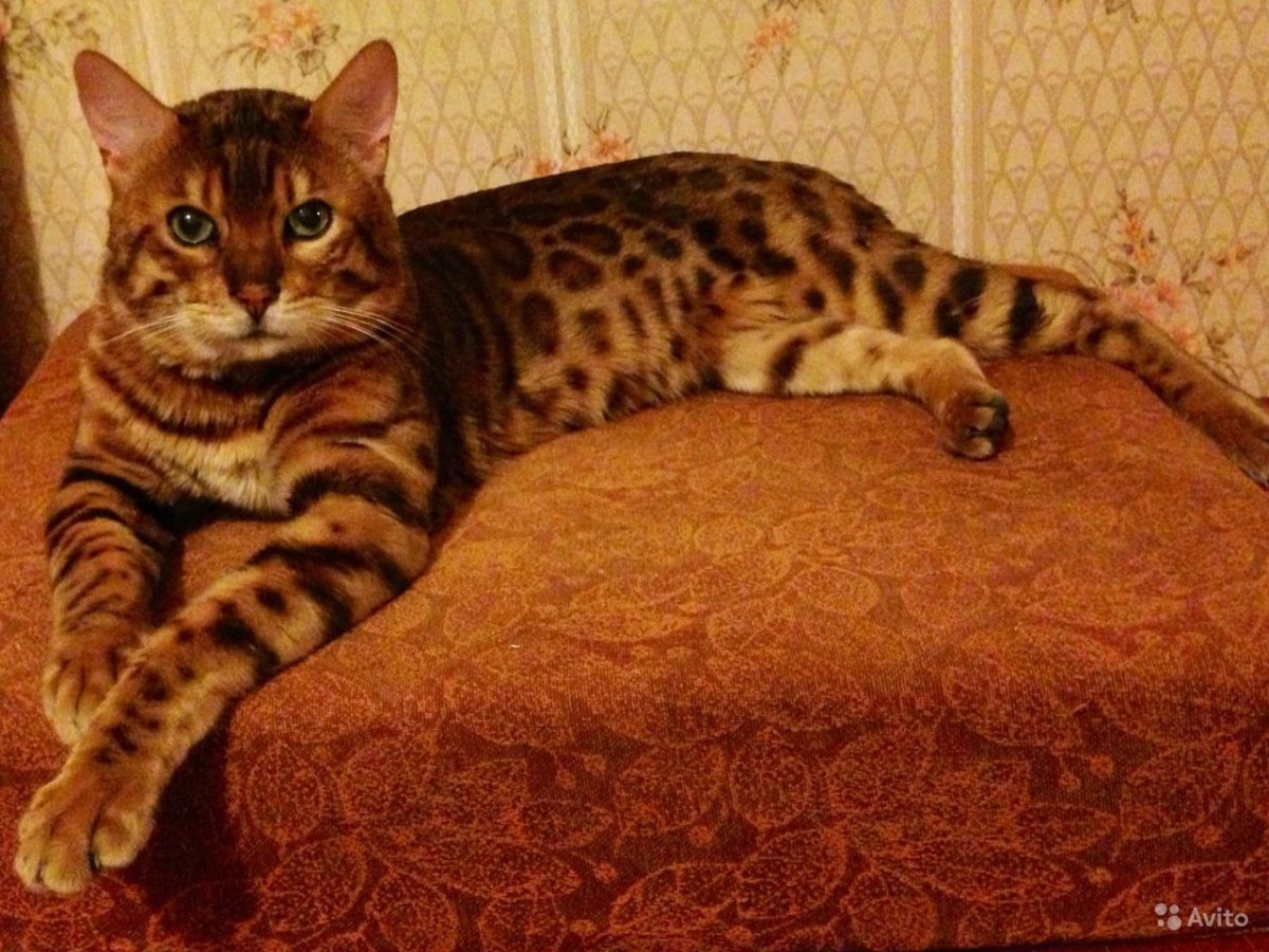 Золотой бенгальский кот