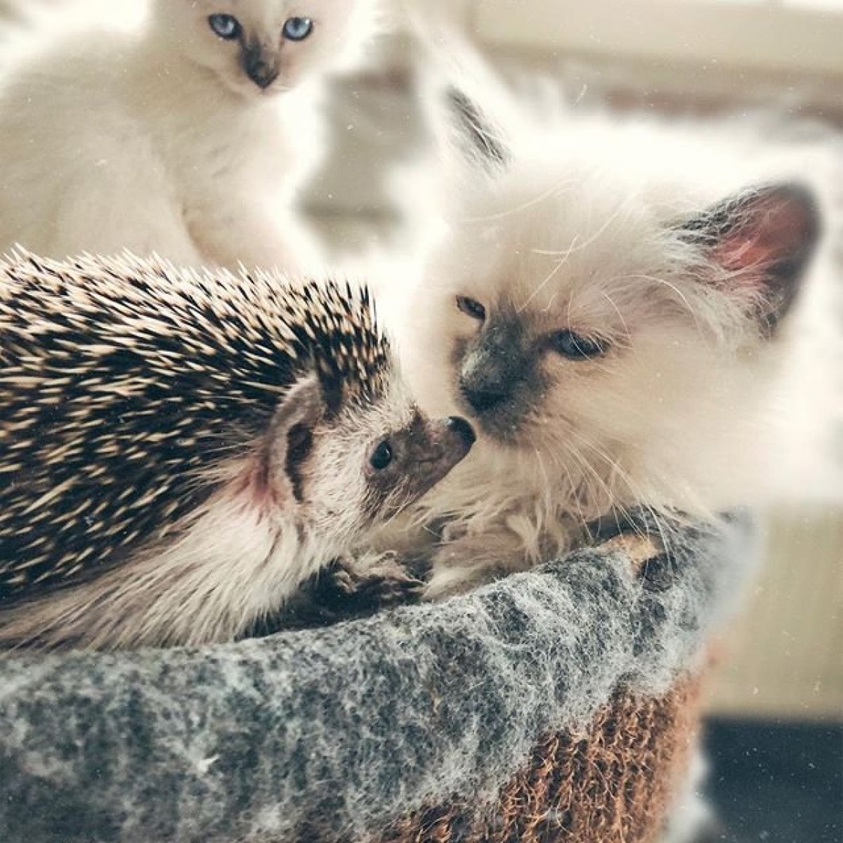 Кот и Ежик