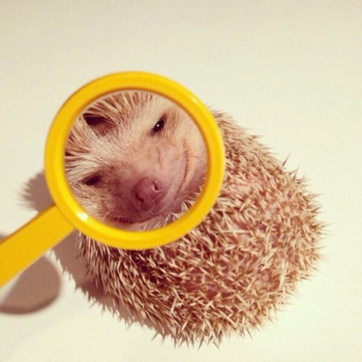 Ёжики животные