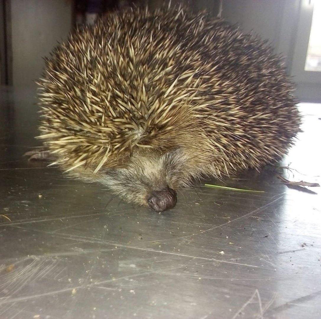 Ёжик в туалете