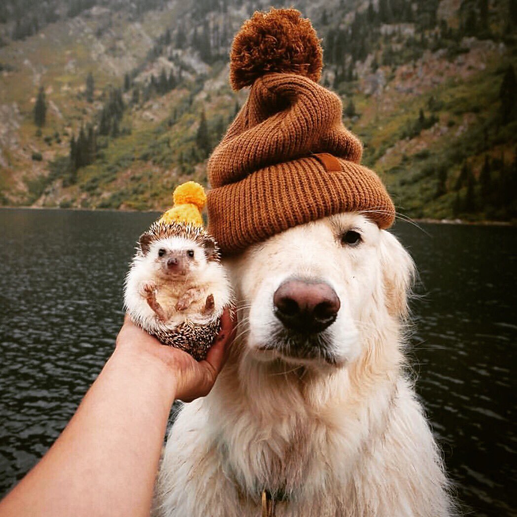 Радостный Ежик