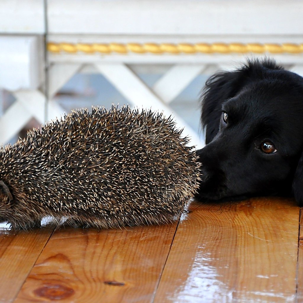 Собаки и Ежи