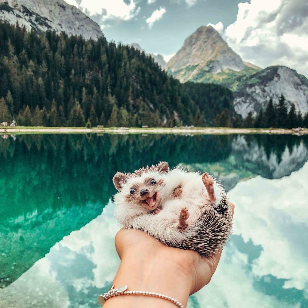 Мимимишные собачки