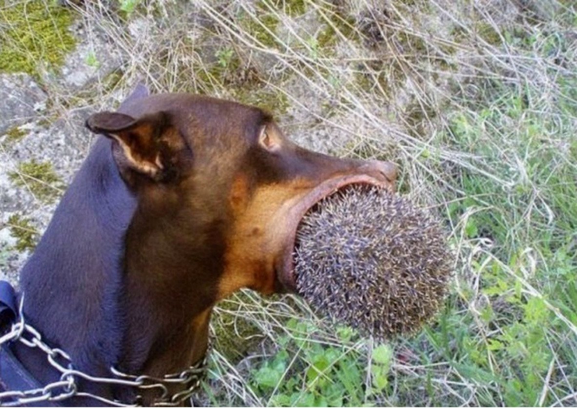 Ёж Приморский край