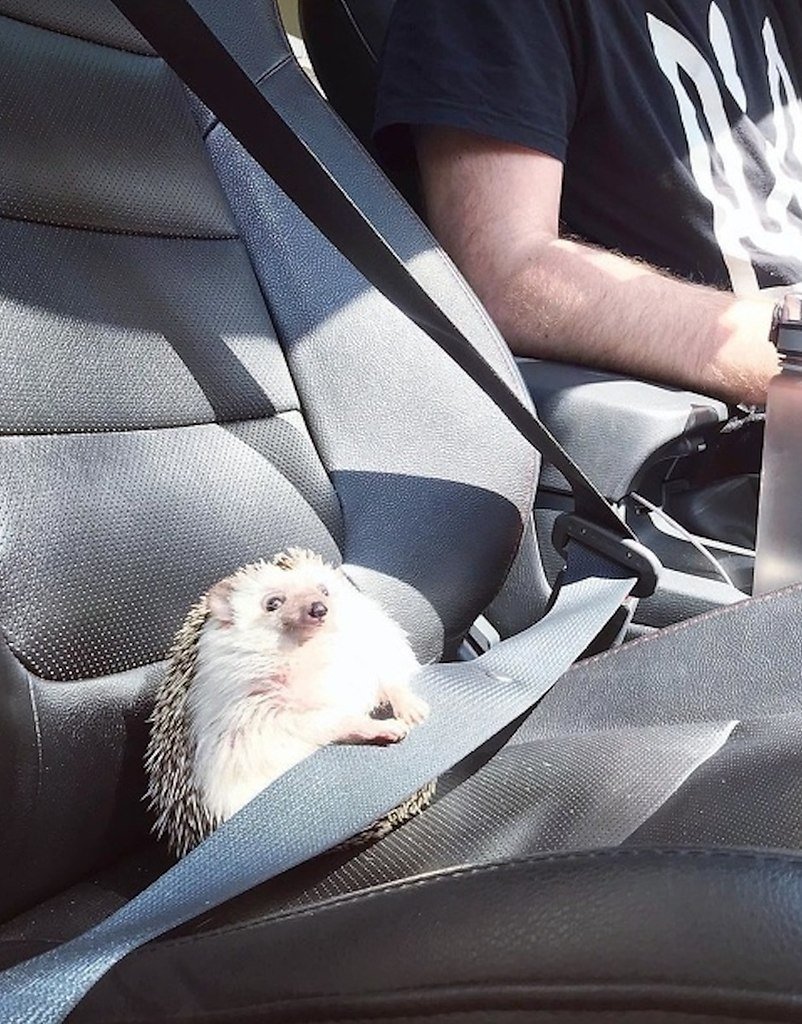 Японский Ежик Азуки