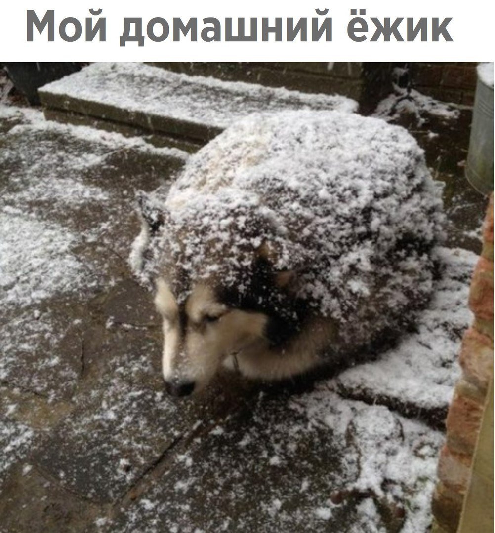 Котенок с Ёжиком